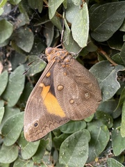 Brassolis astyra