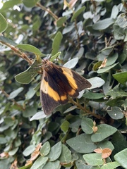 Brassolis astyra