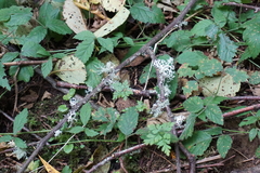 Evernia divaricata