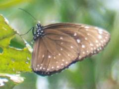 Euploea phaenareta drucei