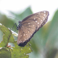 Euploea phaenareta drucei