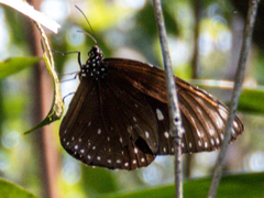 Euploea phaenareta drucei