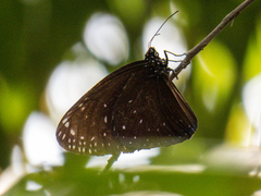Euploea phaenareta drucei