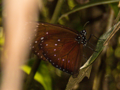 Euploea phaenareta drucei