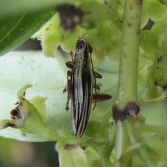 Navomorpha sulcata
