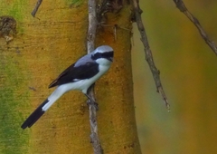 Lanius excubitoroides