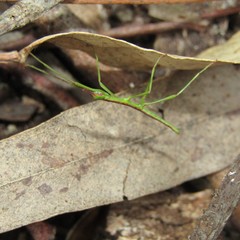 Hemipachymorphini