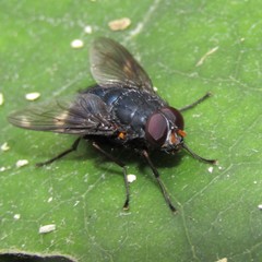 Calliphoroides antennatis
