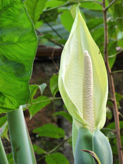 Arrowleaf Elephant's Ear