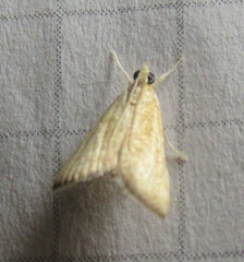 Glaphyria sesquistrialis