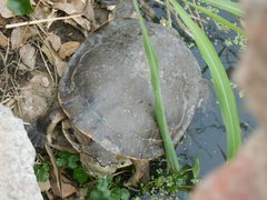 Phrynops hilarii