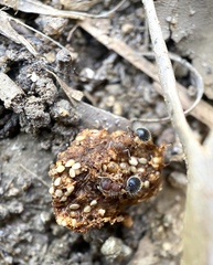 Meranoplus bicolor