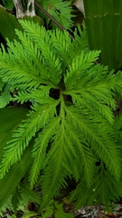 Selaginella delicatula