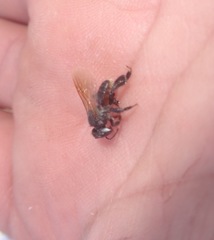 Cephalotrigona eburneiventer