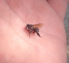 Cephalotrigona eburneiventer