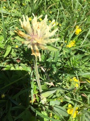 Trifolium trichocephalum