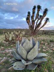 Yucca decipiens