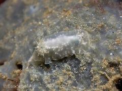 Chromodoris kalawakan