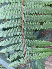 Dryopteris apiciflora
