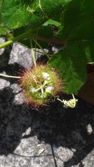 Passiflora vesicaria
