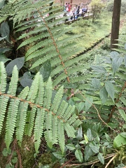 Dryopteris apiciflora