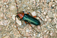 Stenaspis verticalis insignis