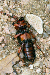 Stenaspis verticalis insignis