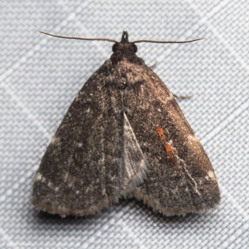 Julia's Idia Moth photo 5