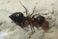 Crematogaster oscaris