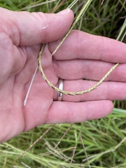 Elionurus tripsacoides