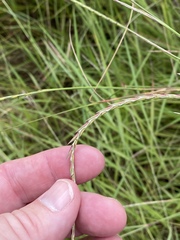 Elionurus tripsacoides