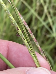 Elionurus tripsacoides