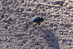 Eusattus reticulatus