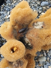 Callyspongia