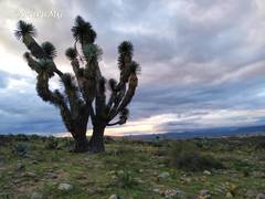 Yucca decipiens