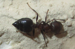 Crematogaster oscaris