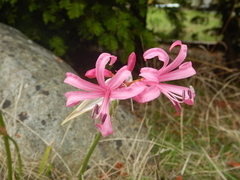 Lycoris squamigera