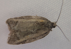 Acleris gloveranus