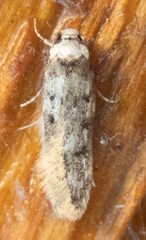 Endrosis sarcitrella