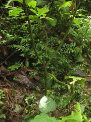 Spartocera pantomima