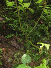 Spartocera pantomima