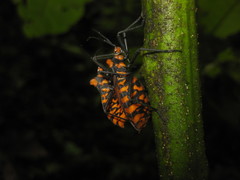 Spartocera pantomima