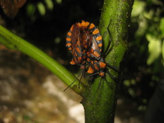 Spartocera pantomima