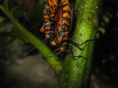 Spartocera pantomima