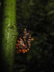 Spartocera pantomima
