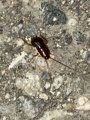 Parcoblatta americana