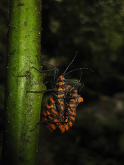 Spartocera pantomima