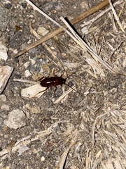 Parcoblatta americana