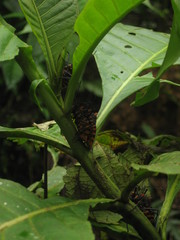 Spartocera pantomima