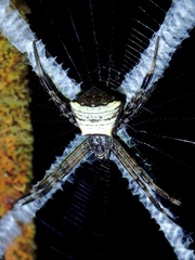 Argiope doleschalli